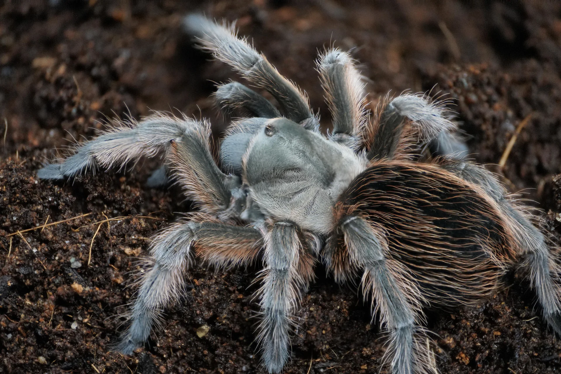 Exotic Tarantulas Delivered to You